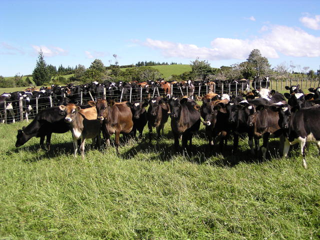 Many cows in the grassland - free image