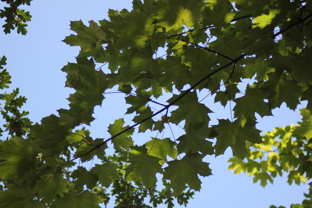 maple leaves - free image