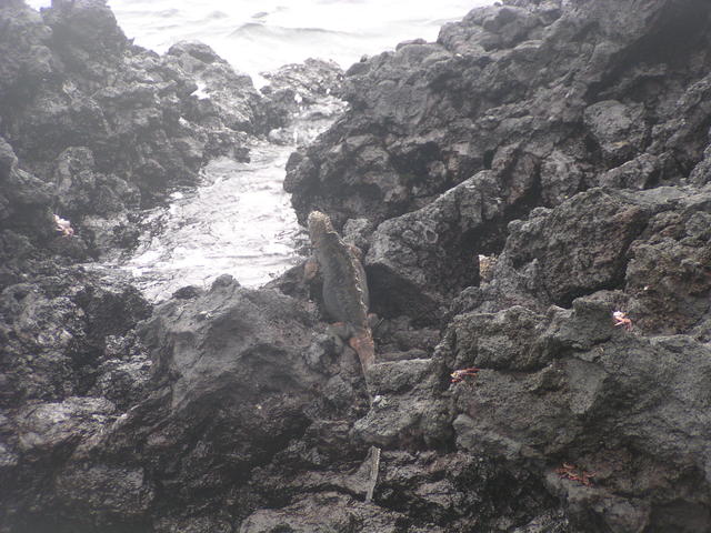 Marine Iguana - free image