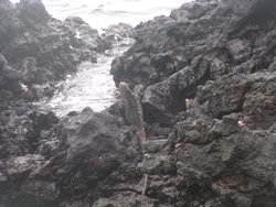 Marine Iguana