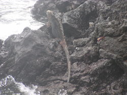 Marine Iguana