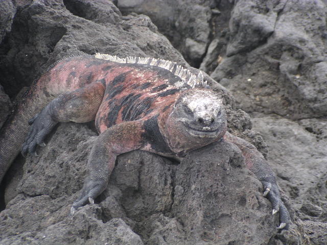 Marine Iguana - free image