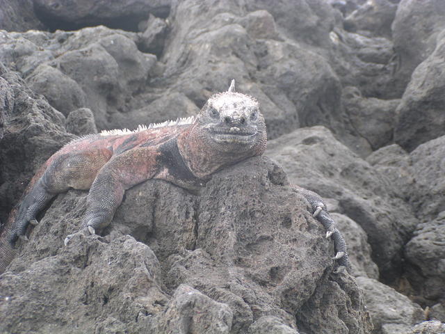 Marine Iguana - free image