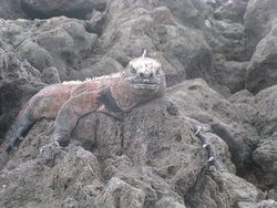 Marine Iguana