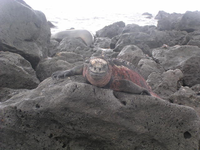 Marine Iguana - free image