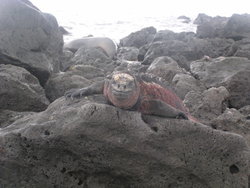 Marine Iguana