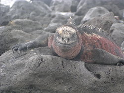 Marine Iguana