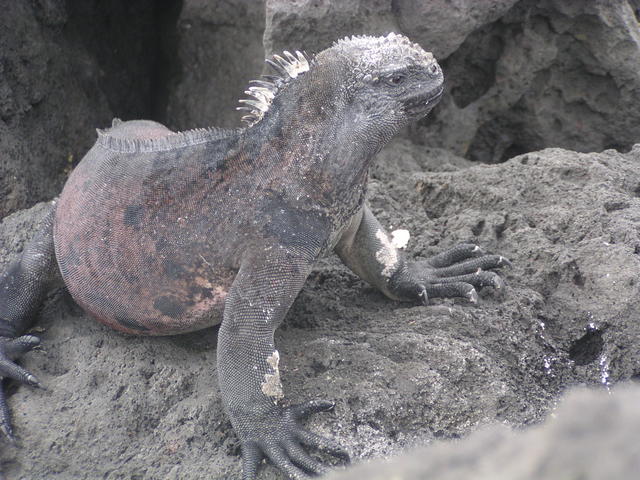 Marine Iguana - free image