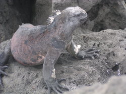 Marine Iguana