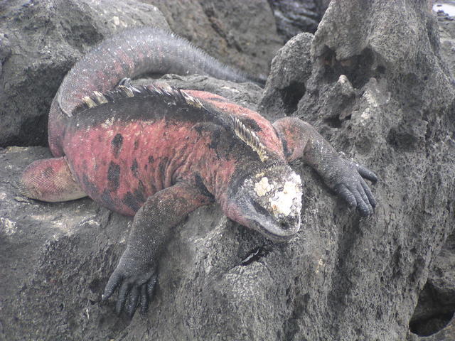 Marine Iguana - free image