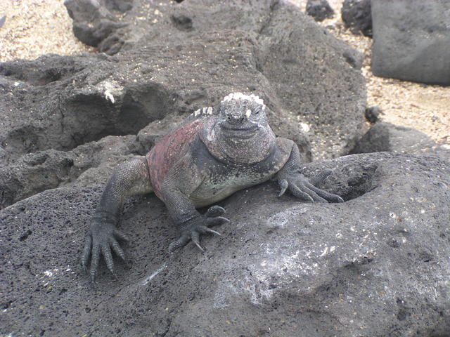 Marine Iguana - free image