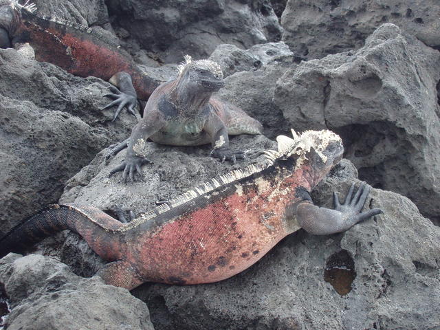 marine Iguana - free image