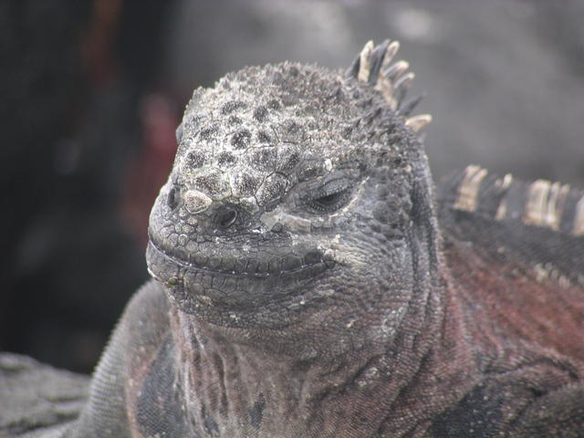 Marine Iguana - free image