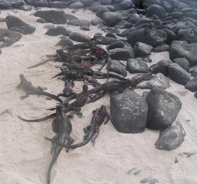 Marine Iguana - free image