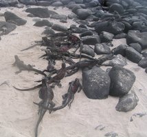 Marine Iguana