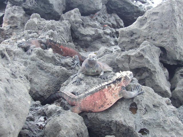 Marine Iguana - free image