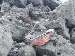 Marine Iguana