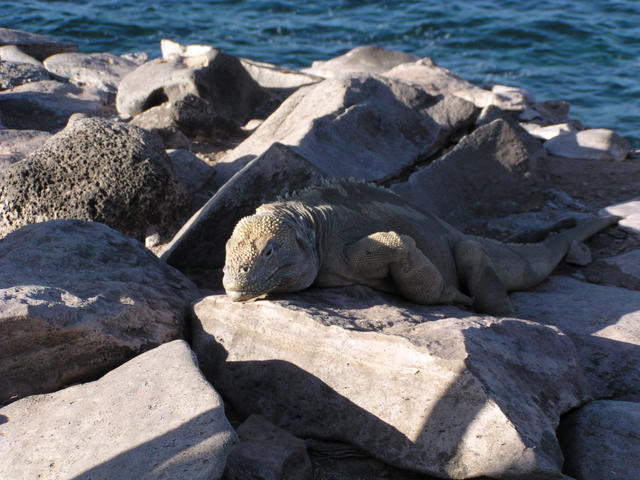 Marine Iguana - free image