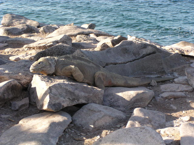 Marine iguana - free image