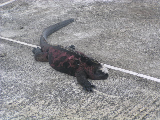 Marine Iguana on road - free image