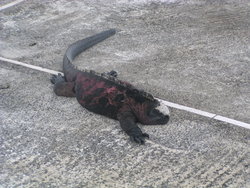 Marine Iguana on road