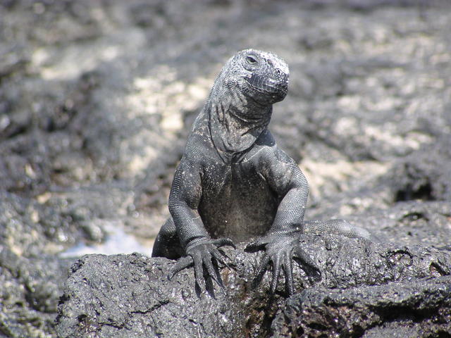 marine iguana thinking - free image
