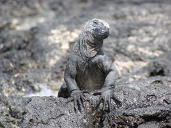marine iguana thinking
