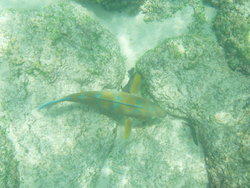 Marine Life in Galapago island