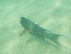 Marine life in Galapagos