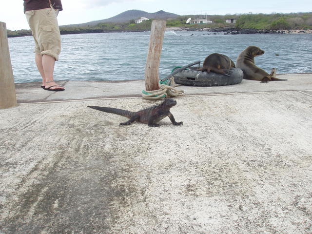 Marine life on land - free image