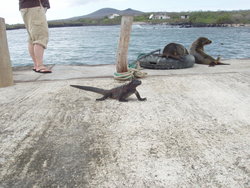 Marine life on land