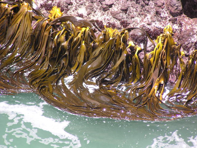 marine macro algae - free image
