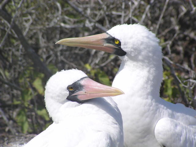 Masked boobie - free image