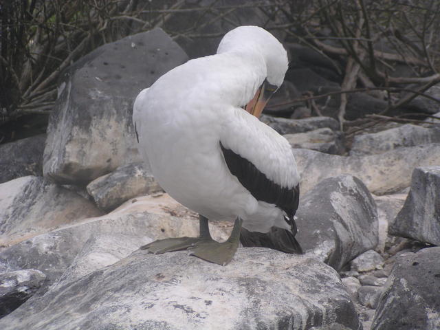 Masked Boobie - free image