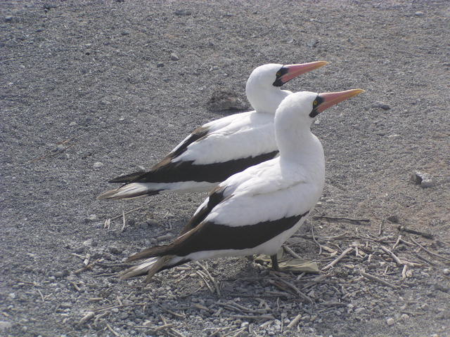 Masked Boobie - free image