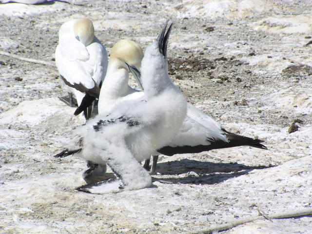 Masked booby - free image