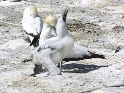 Masked booby