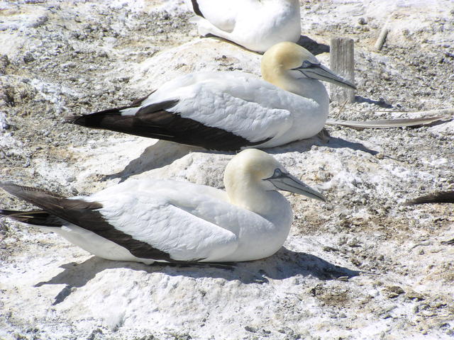 Masked Booby - free image