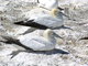 Masked Booby