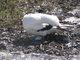 Masked Booby