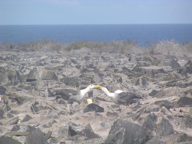 mating albatrosses - free image
