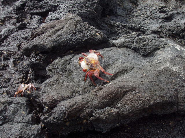 mc crab and kid - free image