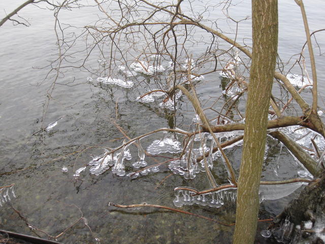 melting icicles - free image