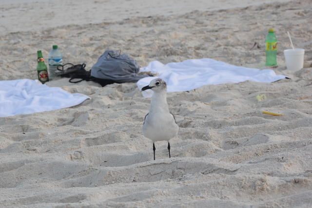 migratory gull - free image