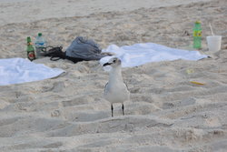 migratory gull