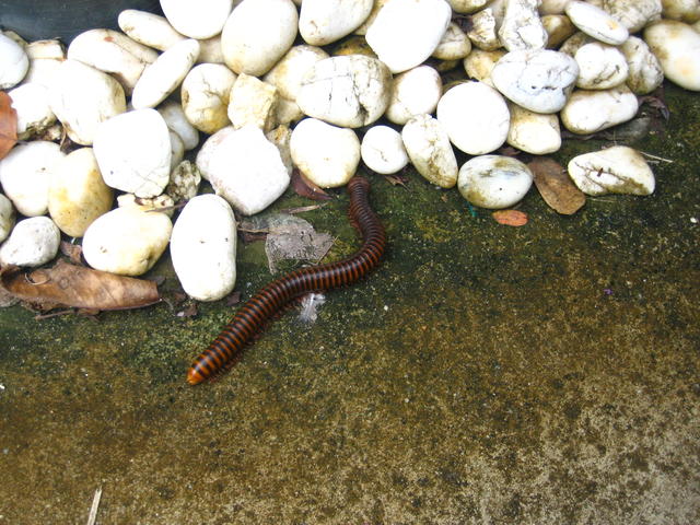 millipede - free image