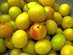 mirabelle plum