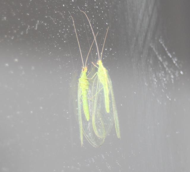 mirror reflection of grasshopper - free image