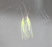 mirror reflection of grasshopper