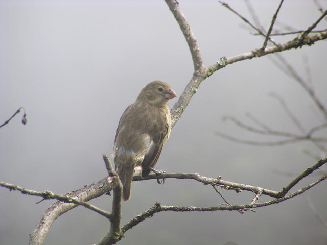 Mockingbird - free image